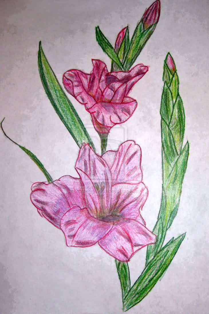 Pink Gladiolus Flower Tattoo Drawing.
