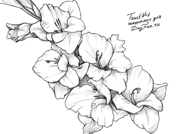 Wonderful Gladiolus Flower Tattoo Sketch