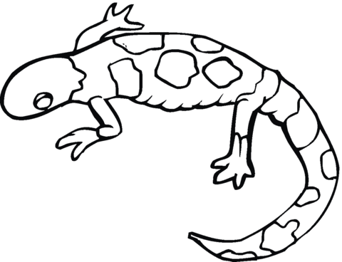 Attractive Salamander Tattoo Drawing