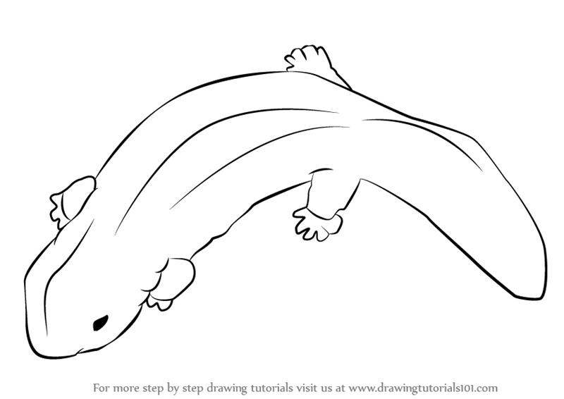 Chinese Giant Salamander Tattoo Drawing