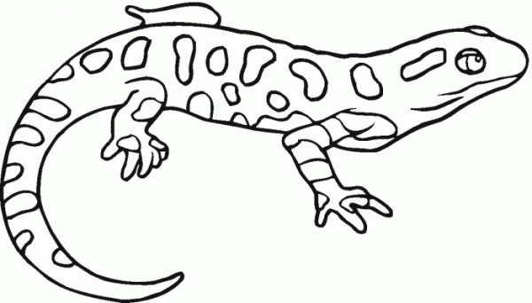 Nice Salamander Tattoo Drawing