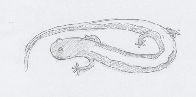 Plain Salamander Tattoo Drawing