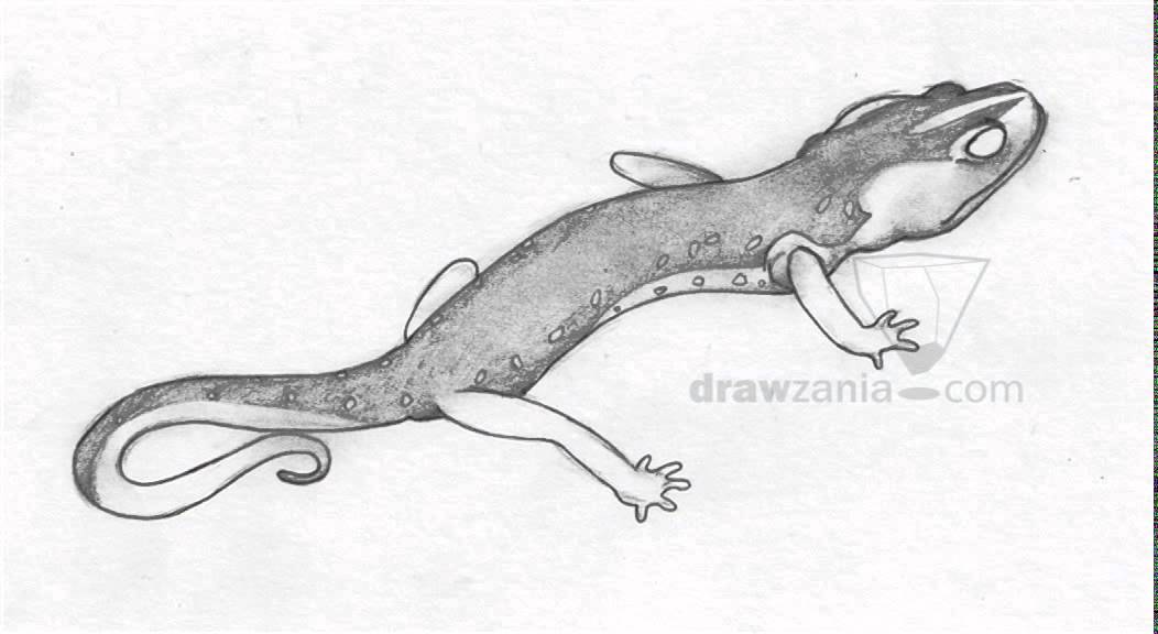 Salamander Tattoo Drawing