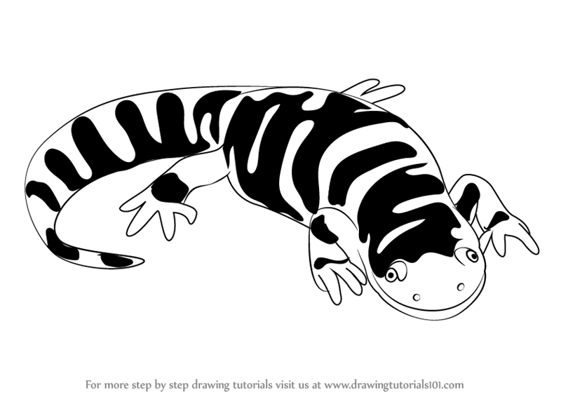 Tiger Salamander Tattoo Drawing