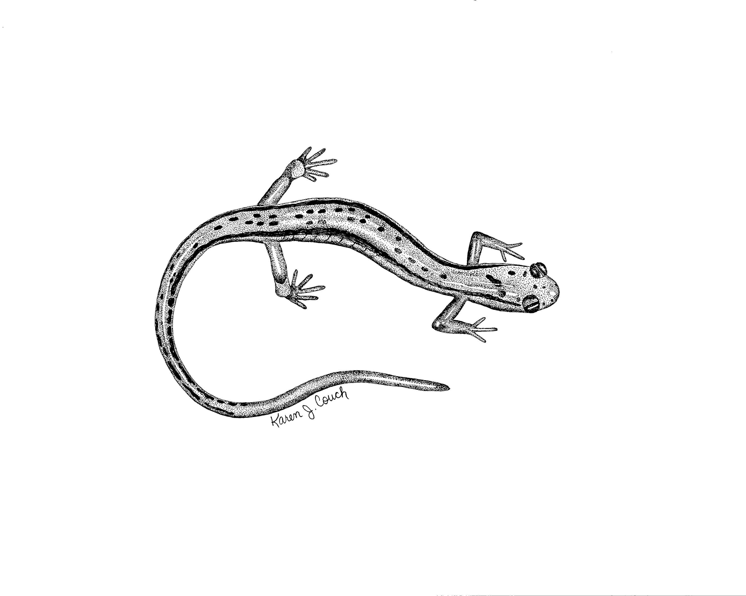 Two Lined Salamander Tattoo Drawing