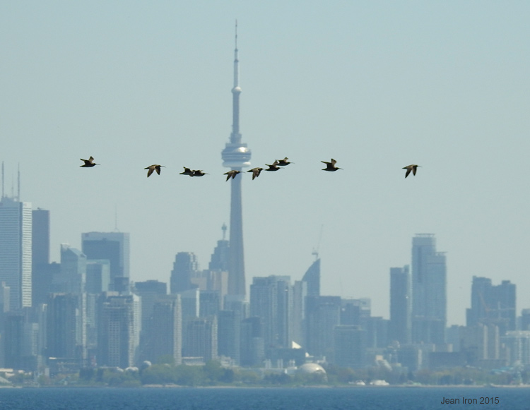 Birds Flying Over The Ontario River In Front Of CN Tower