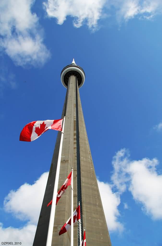 CN Tower And Canadian Flags Picture