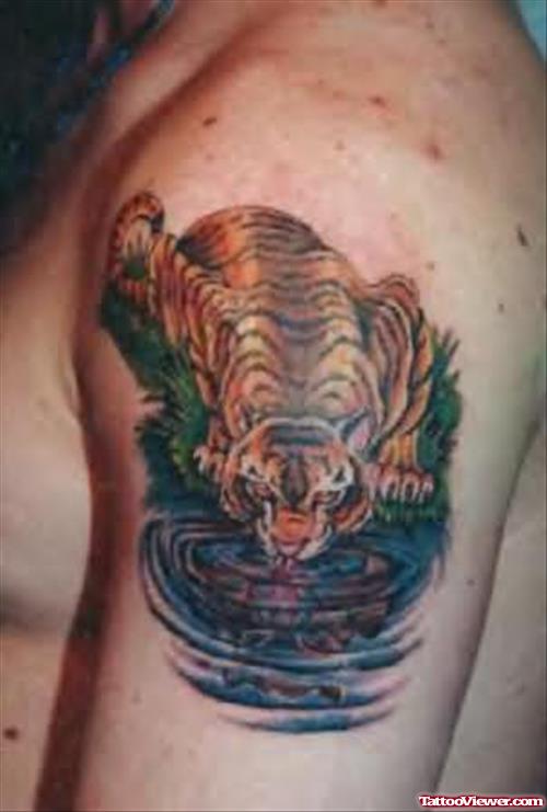 Drinking Water Tiger Tattoo On Shoulder For Men