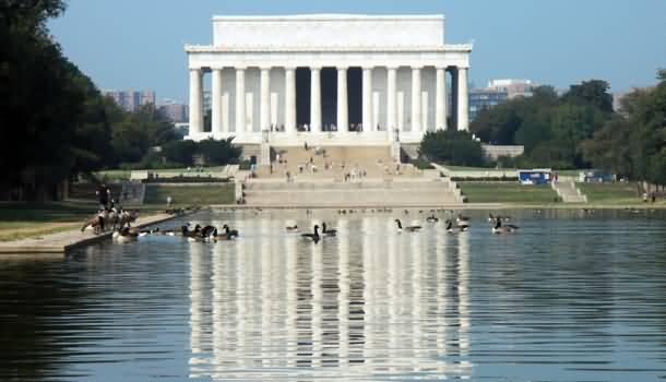 Ducks In Pond In Front Of Lincoln Memorial