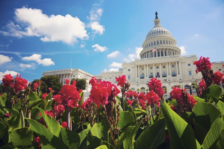 United States Capitol Building View From Flowers