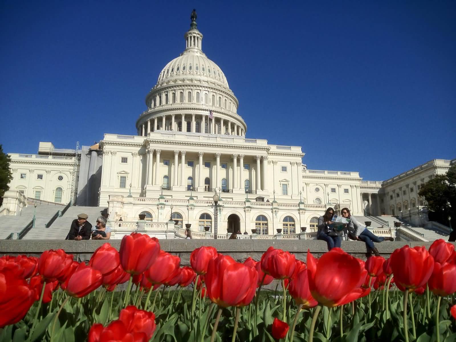West Front Of United States Capitol With Tulip Flowers Picture