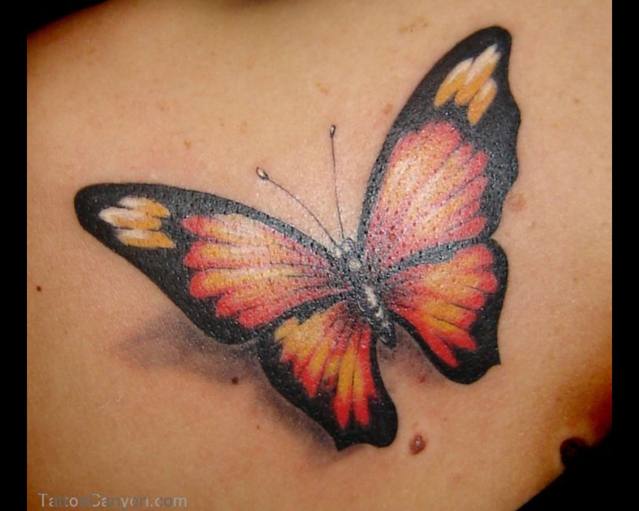 31+ 3D Butterfly Tattoos