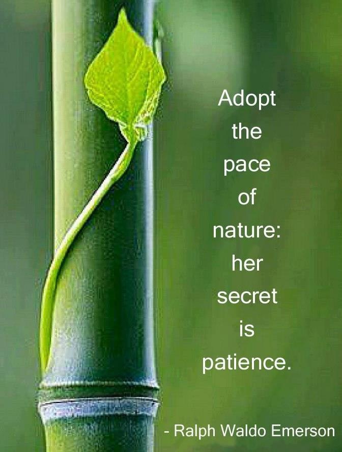 Adopt the pace of nature, her secret is patience. Ralph Waldo Emerson