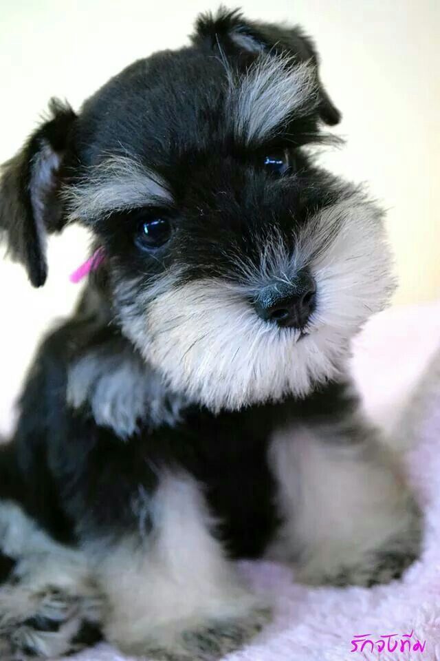 Adorable Little Miniature Schnauzer Puppy