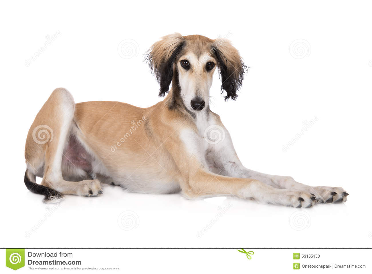 Adorable Saluki Dog Lying Down
