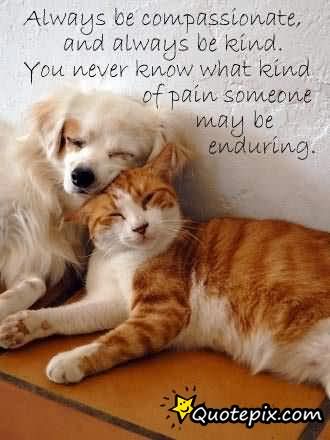 Always Be Compassionate And Always Be Kind You Never Know What Kind Of Pan Someone May be enduring