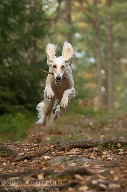 Amazing Saluki Dog Running Picture