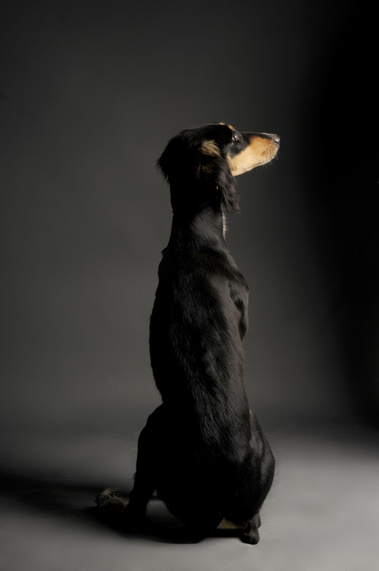 22 Beautiful Black Saluki Dog Photos