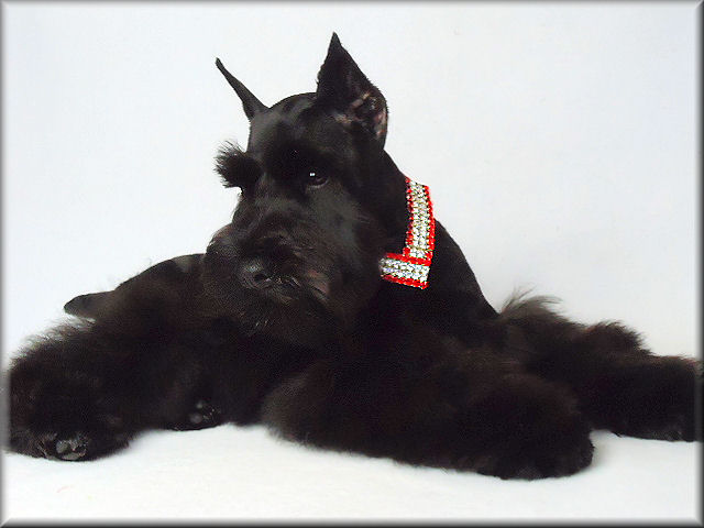 Beautiful Black Miniature Schnauzer Dog