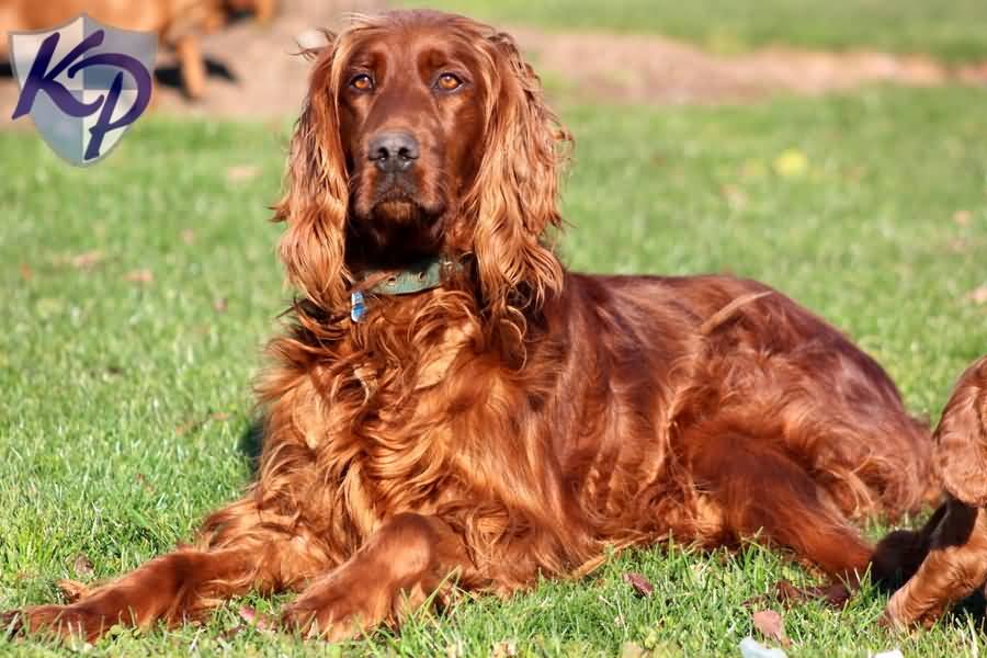 Beautiful Full Grown Irish Setter Dog Sitting On Grass