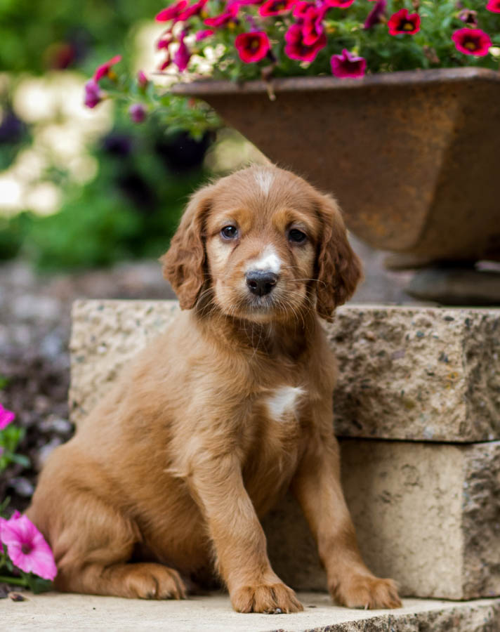 65+ Most Adorable And Cute Irish Setter Puppies Pictures