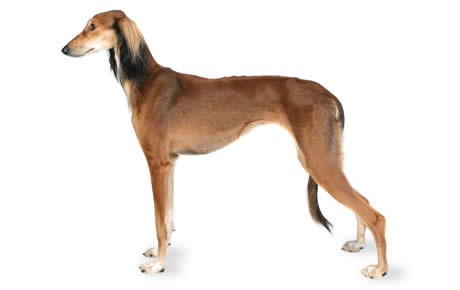 Beautiful Side View Picture Of Saluki Dog