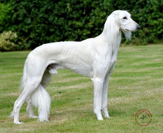 Beautiful White Male Saluki Dog