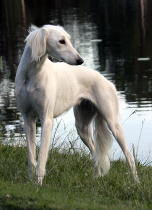 Beautiful White Saluki Dog