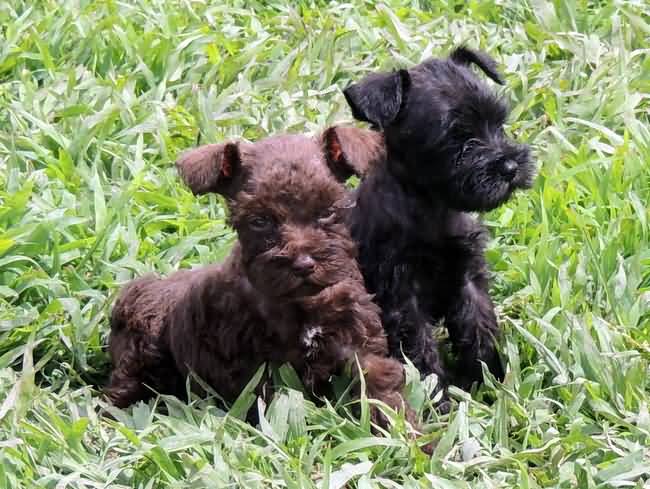 Black And Brown Two Cute Miniature Schnauzer Puppies