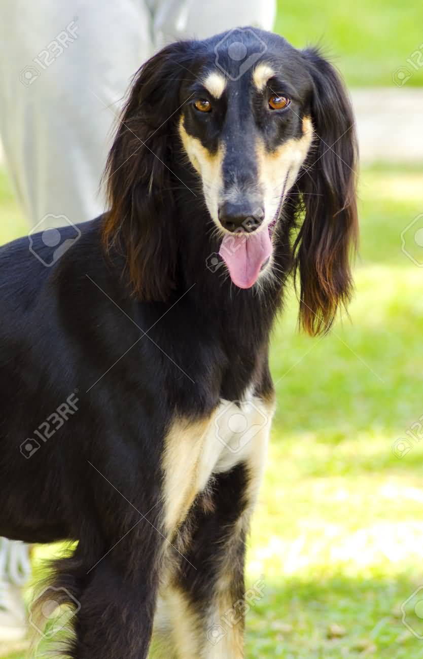 Black And Tan Saluki Dog Face Picture