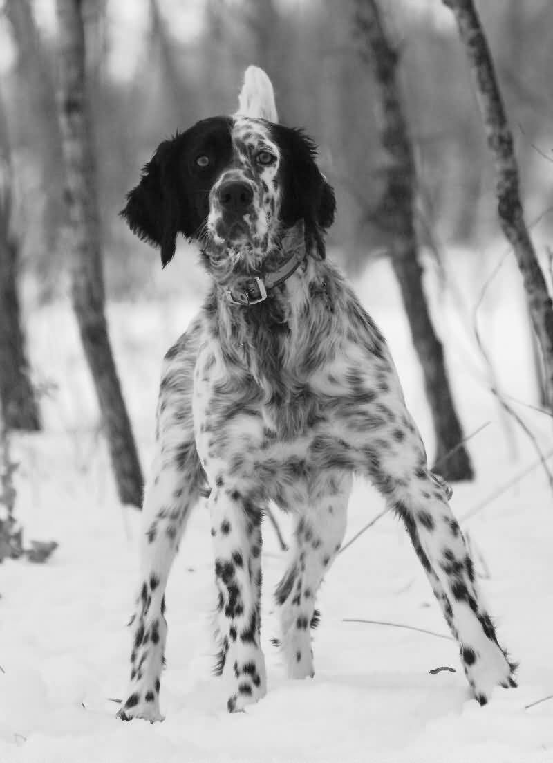 Black And White Brindle English Setter Dog In Snow