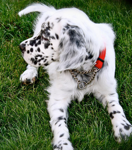 Black And White Brindle English Setter Puppy Sitting On Grass