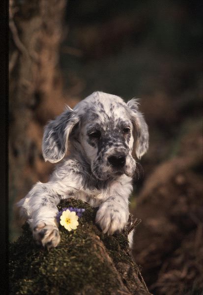 Black And White Brindle English Setter Puppy