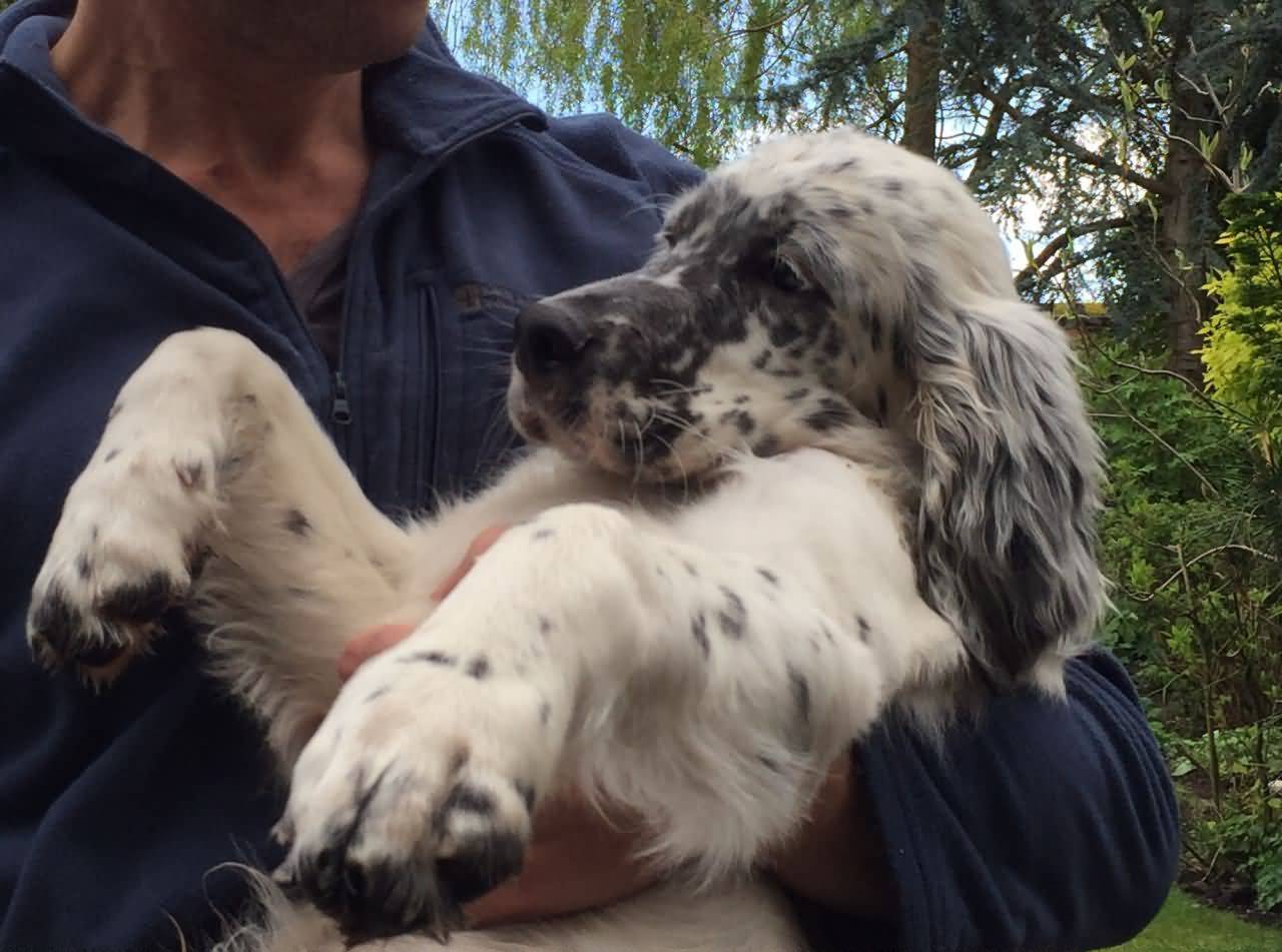Black And White English Setter Dog In Hands