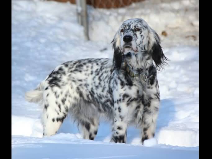 Black And White English Setter Dog Standing On Snow