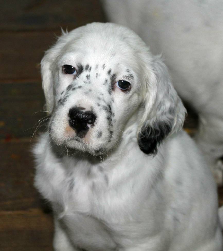 Black And White English Setter Puppy Face