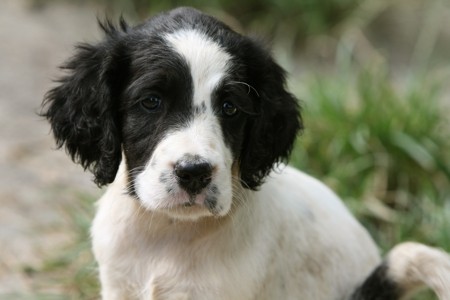 Black And White English Setter Puppy