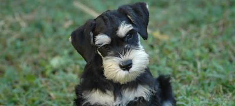 Black And White Miniature Schnauzer Dog Face