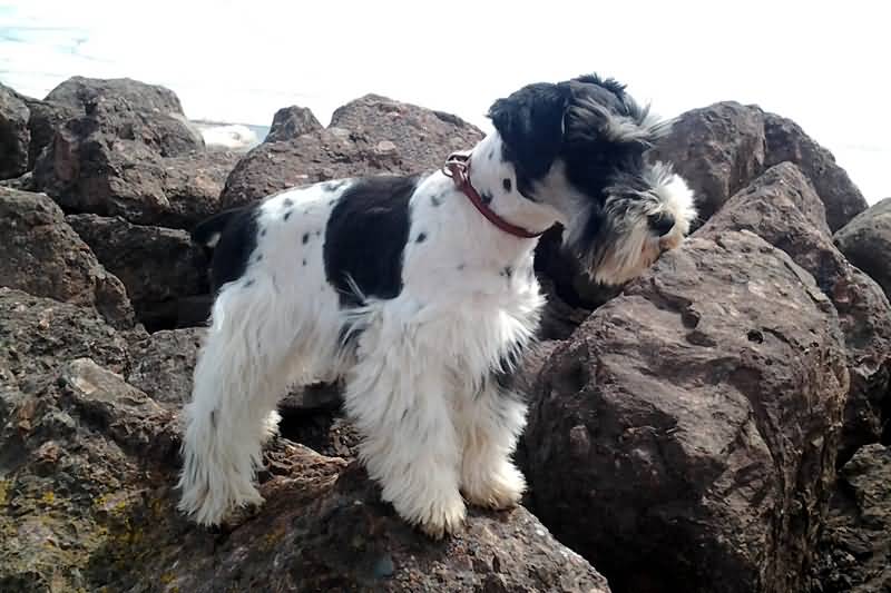 Black And White Miniature Schnauzer Dog Standing On Rock