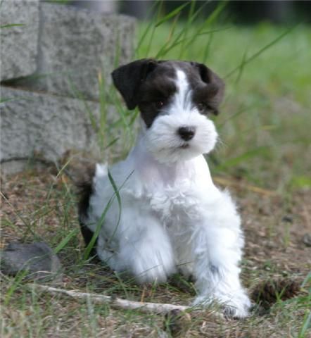 Black And White Miniature Schnauzer Puppy Sitting Outside