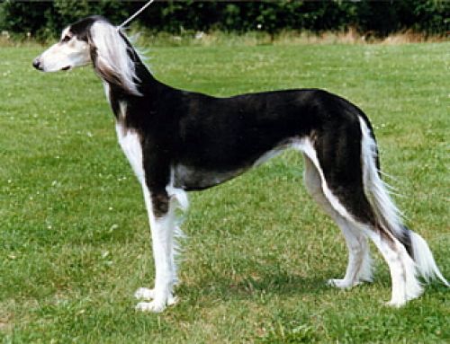 Black And White Saluki Dog