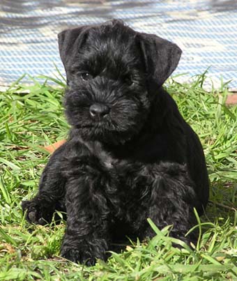 Black Cute Miniature Schnauzer Puppy Sitting On Grass