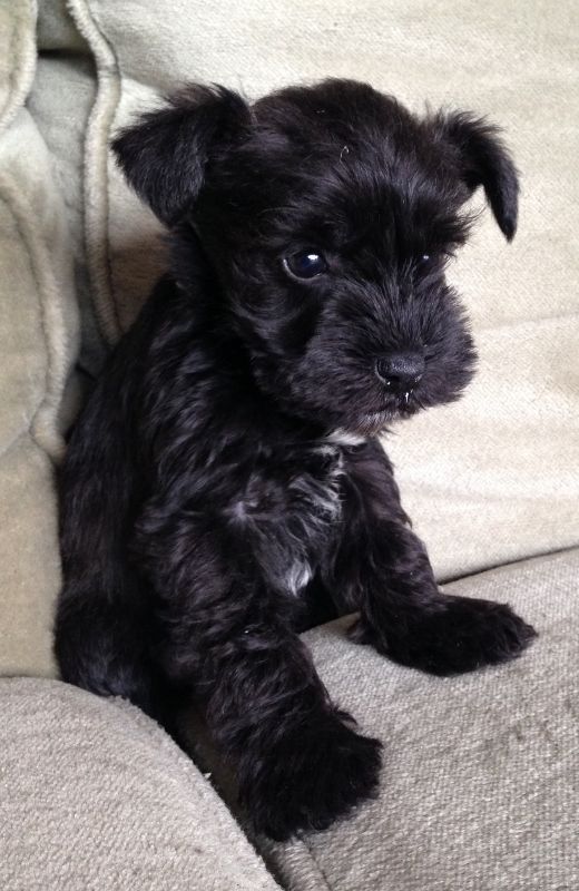 Black Cute Miniature Schnauzer Puppy