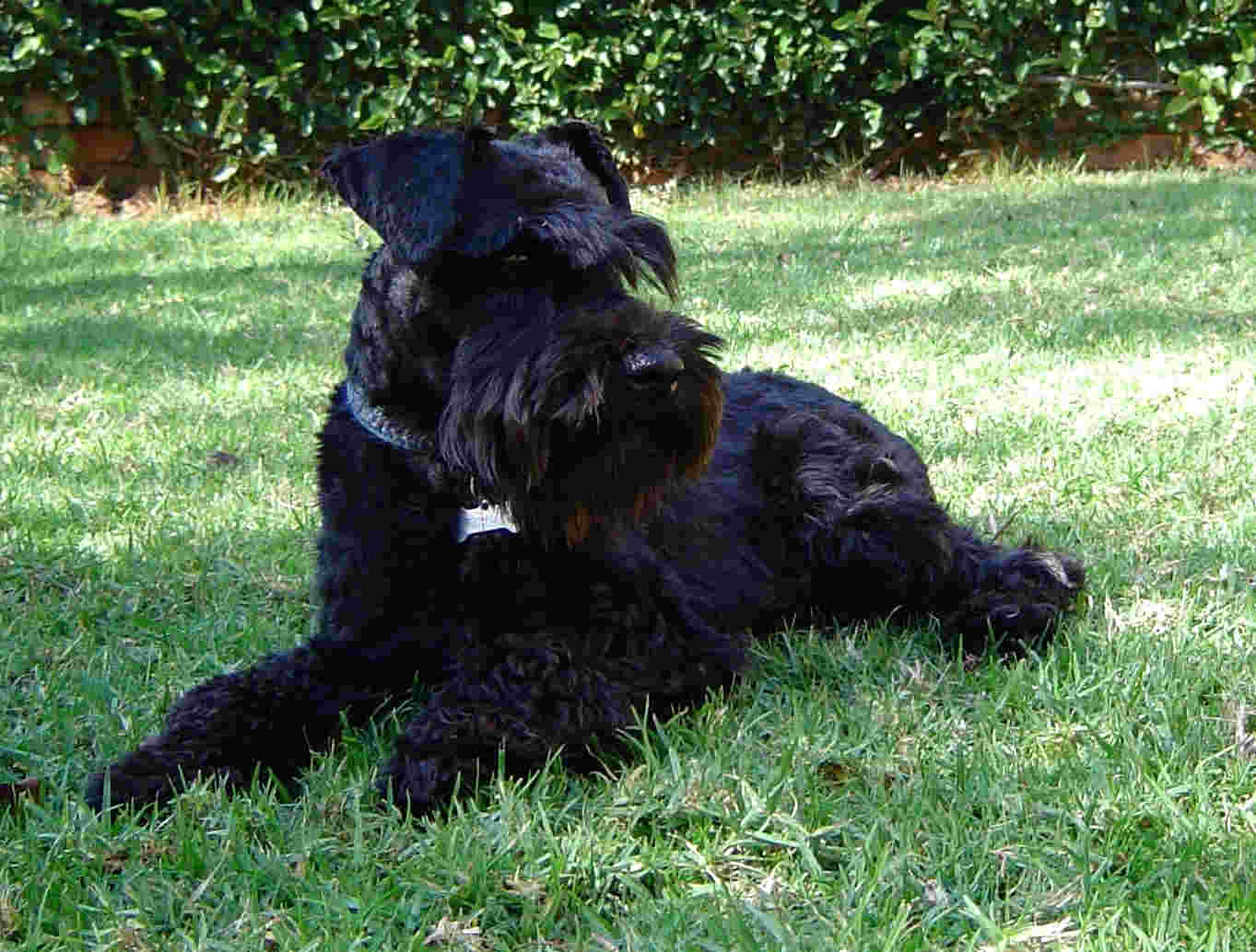 Black Full Grown Miniature Schnauzer Dog Sitting On Grass