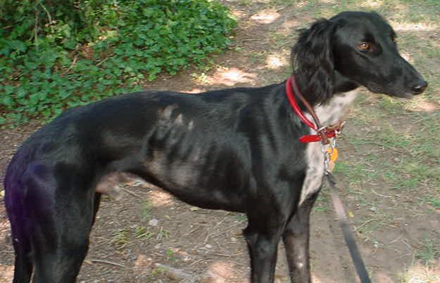 Black Male Saluki Dog Picture
