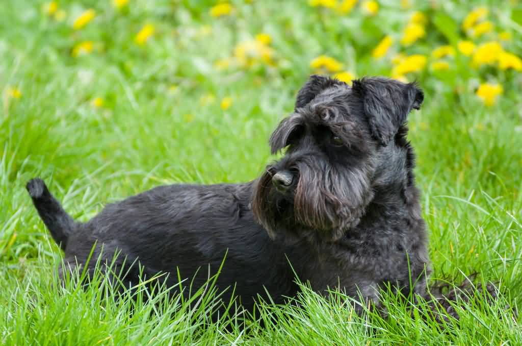 Black Miniature Schnauzer Dog Sitting In Grass
