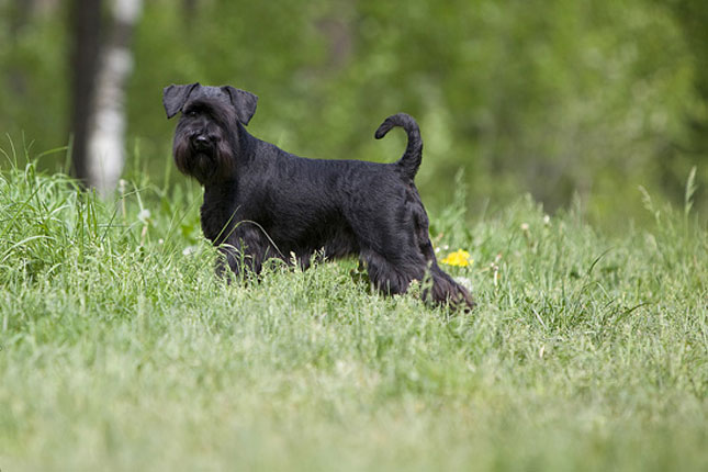 Black Miniature Schnauzer Dog Standing In Meadow