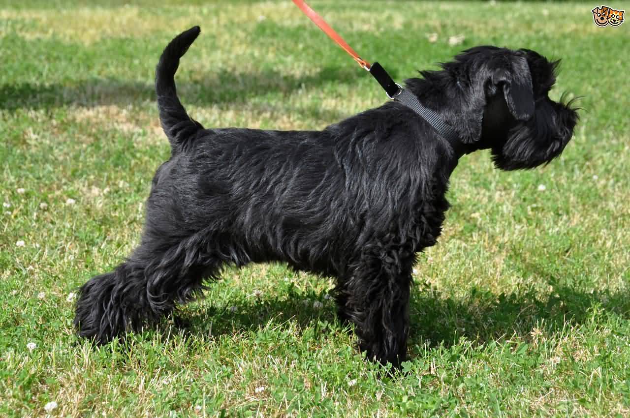 Black Miniature Schnauzer Dog