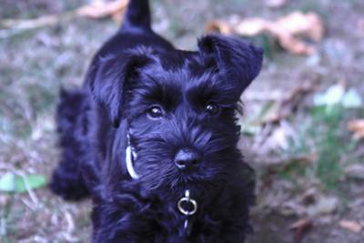 Black Miniature Schnauzer Puppy Looking At Camera