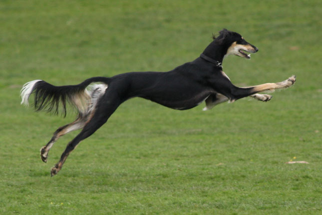 Black Saluki Dog Jumping
